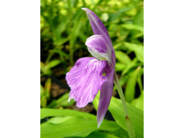 Roscoea cangshanensis