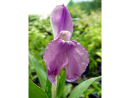 Roscoea cautleyoides 'Blackthorn Strain'