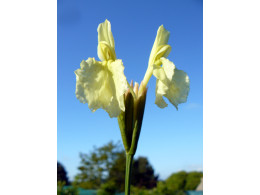 Roscoea cautleyoides