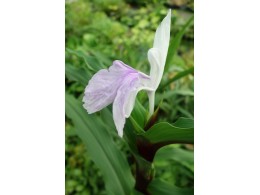 Roscoea purpurea 'Vannin'