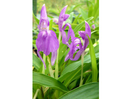 Roscoea scillifolia