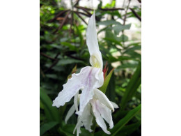 Roscoea x beesiana 'Monique'