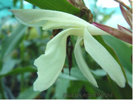 Roscoea x beesiana