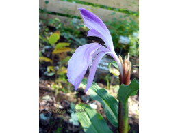 Roscoea purpurea 'Dark Stem'