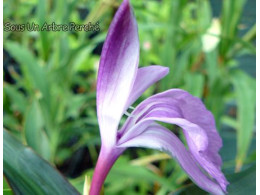 Roscoea purpurea 'Brown Peacok'