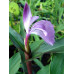 Roscoea purpurea 'Brown Peacok'