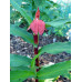 Roscoea purpurea 'Red Ghurka'