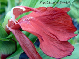 Roscoea purpurea 'Red Ghurka'