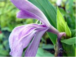 Roscoea purpurea 'Tall Form'