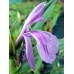 Roscoea purpurea 'Tall Form'