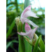 Roscoea scillifolia