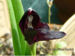 Roscoea scillifolia f. atropurpurea