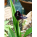 Roscoea scillifolia f. atropurpurea