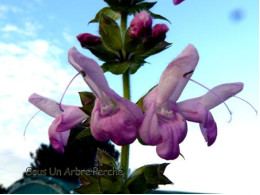 Salvia glabrescens 'Momore'