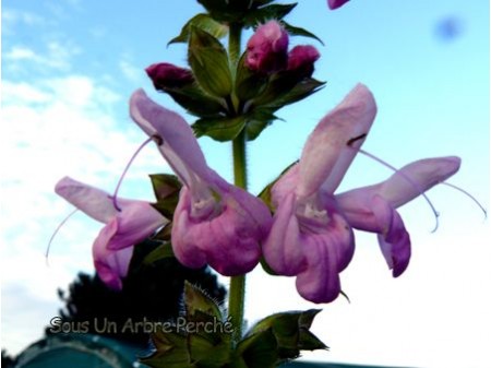 Salvia glabrescens 'Momore'