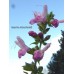 Salvia glabrescens 'Momore'