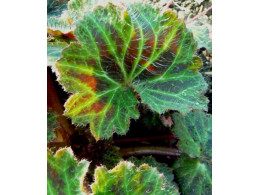 Saxifraga stolonifera forme rouge