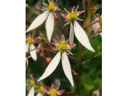 Saxifraga stolonifera 'Cuscutiformis'