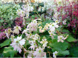 Saxifraga fortunei var. incisolobata