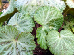 Saxifraga stolonifera 'Hsitou Silver'