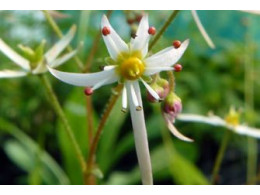 Saxifraga acerifolia