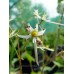 Saxifraga acerifolia