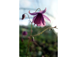 Semiaquilegia ecalcarata