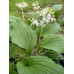 Smilacina japonica f. magna