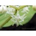 Smilacina japonica f. magna