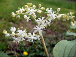 Smilacina japonica f. magna