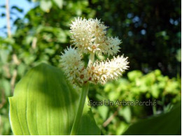 Smilacina racemosa 'Emily Moody'