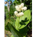 Smilacina racemosa 'Emily Moody'