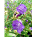 Strobilanthes sp.