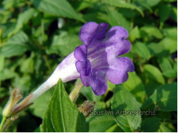 Strobilanthes sp.