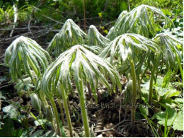 Syneilesis aconitifolia