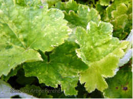 Tellima grandiflora 'Delphine'