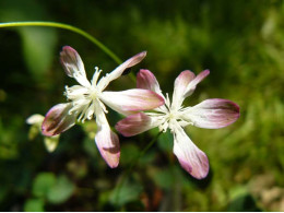 Thalictrum urbaini 'Taiwan Baika'