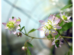 Thalictrum x 'Nishiki'