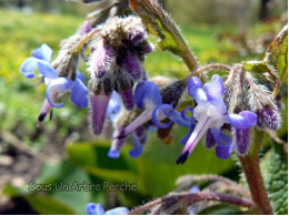 Trachystemon orientalis