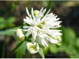 Trautvetteria caroliniensis var. japonica