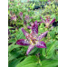 Tricyrtis