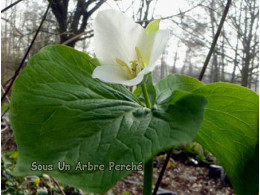 Trillium kamtschaticum