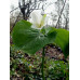 Trillium kamtschaticum