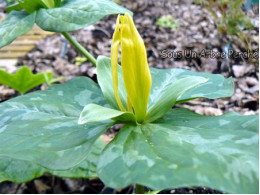 Trillium luteum