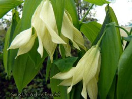 Uvularia grandiflora pallida