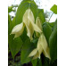 Uvularia grandiflora pallida