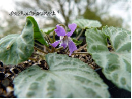 Viola selkirkii f. variegata