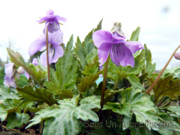 Viola 'Silver Samurai'