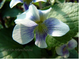 Viola sororia 'Priceana'