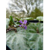 Viola selkirkii f. variegata